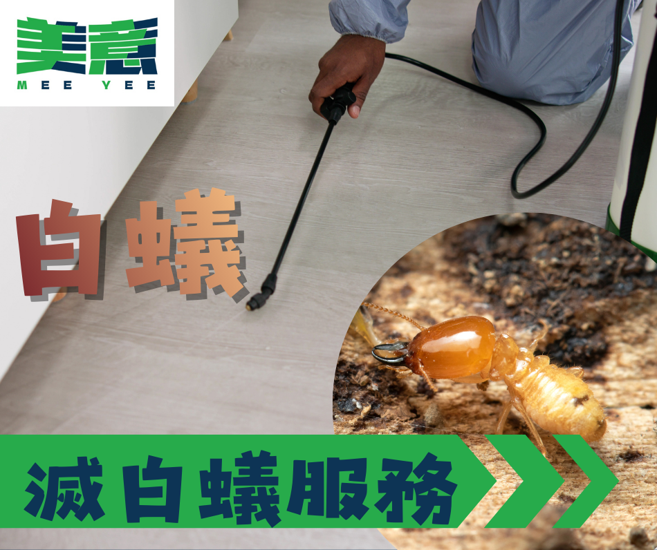滅白蟻服務-一大堆細細隻白蟻係度行軍時真係嚇到彈起！-木地板又會出現啲粉又空心聲！-專業滅白蟻-長駐式／一次性清潔服務-專業清潔服務-最緊要搵信譽好嘅公司-Professional-cleaning-service
